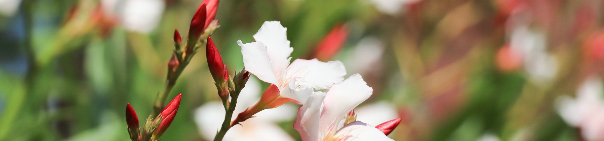 suncitygroup太阳新城